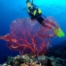 seafan_jk_v_0705_png0685.jpg